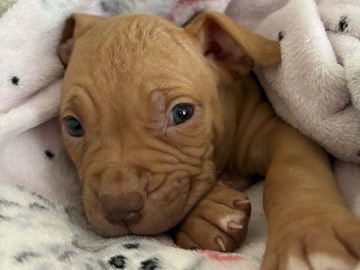 American Bulldog – American Bulldog Puppy for Sale – 6 Weeks Old – Liverpool