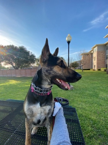 German Shepherd – Female unspayed german shepherd