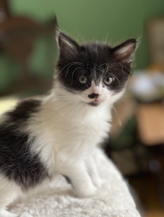 Ragdoll – Ragdoll Kittens