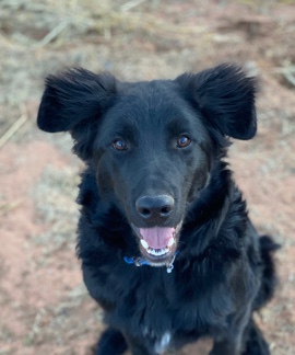 Lab Border Collie