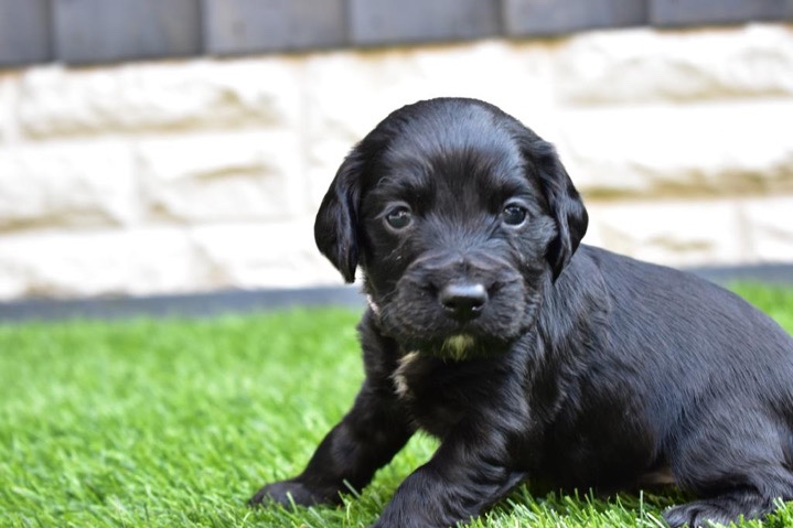 English Cocker Spaniel – 3 black cocker spaniel boys 40+ ftch background