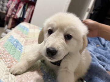 Golden Retriever – male dog golden and shepherd mixed – Greeley