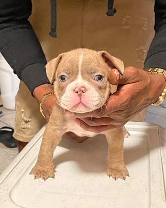 American Bulldog – Exotic Micro American Pocket Bullies