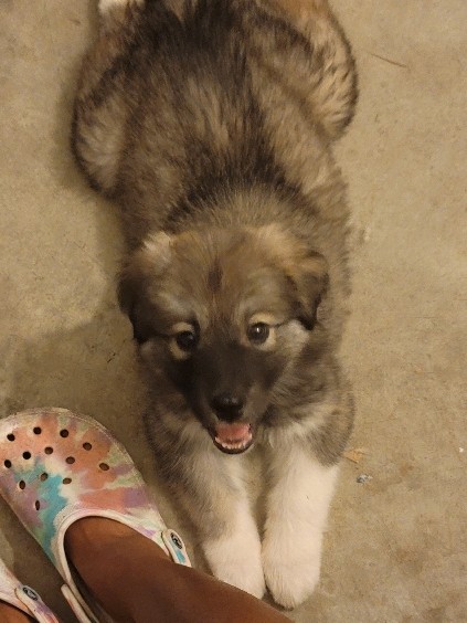 Great Pyrenees – Great pyrense/husky