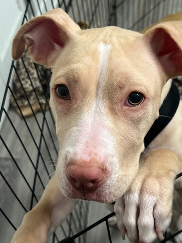 American Pit Bull Terrier – Roxie Rednose Pitbull