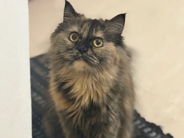 Maine Coon – Persian cats – Bengaluru