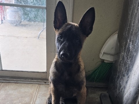 Belgian Shepherd Dog (Malinois) – Adorable Belgian Malinois – Carson City