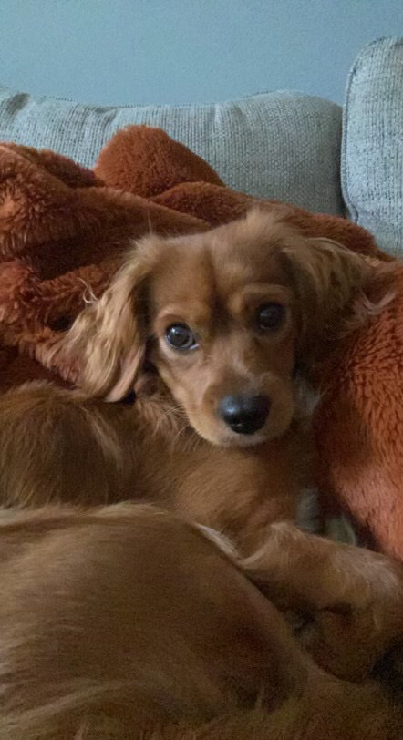 Cavalier King Charles Spaniel – mini cavapoo