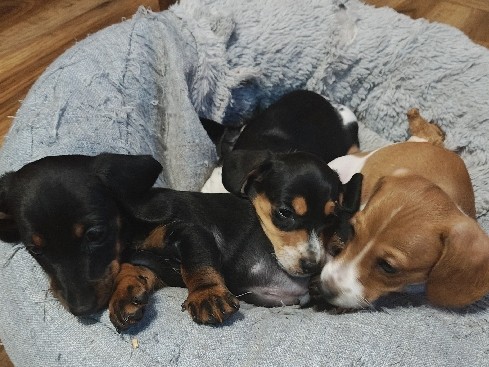 AKC Miniature Dachshunds male and female