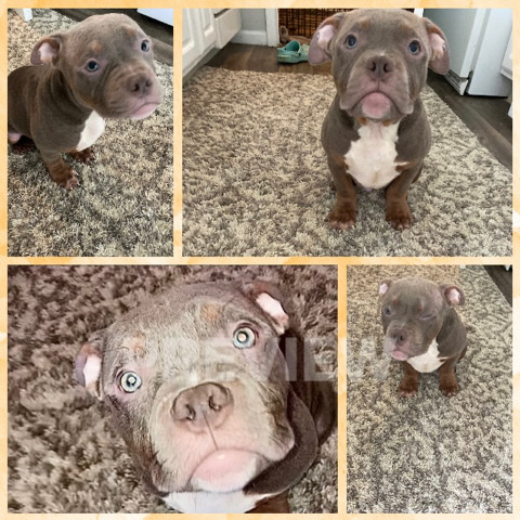 American Bully Puppies!