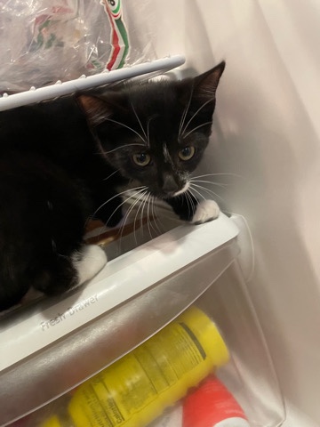 kitten