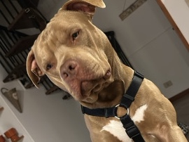 American Pit Bull Terrier – pitbull red nose – Andorno Micca