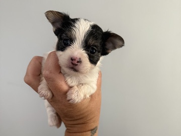 yorkie/chihuahua puppies 