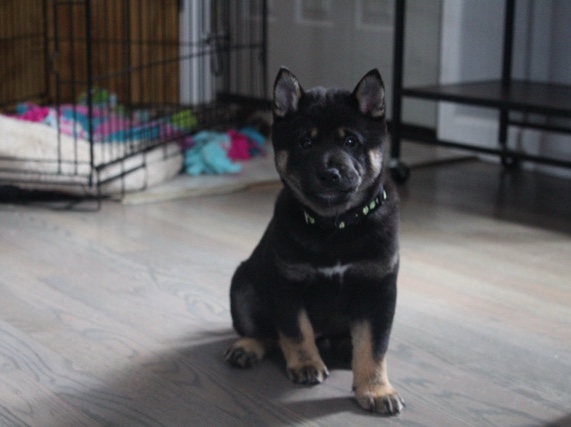 Shiba Inu – Shiba Inu puppies – Kenosha