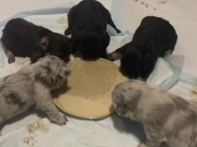 French Bulldog – AKC French Bulldog Fluffy Puppies – Sandusky