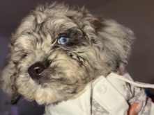 Australian Shepherd – Young Blue Merle Aussiedoodle — Onyx 🐾 – Justin