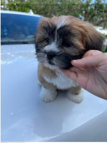 Lhasa Apso – puppie for sale