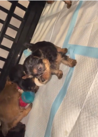 Yorkshire Terrier – Beautiful Yorkies