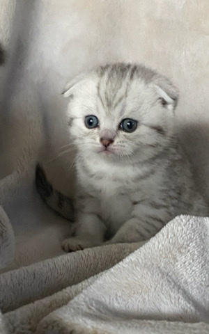 Scottish Fold – Scottish fold and British kittens