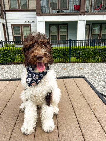 goldendoodle