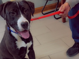 American Pit Bull Terrier – Loving sweet giant