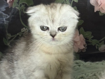 Female Scottish Fold Kitten