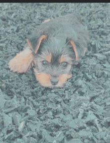 Yorkshire Terrier – yorkie
