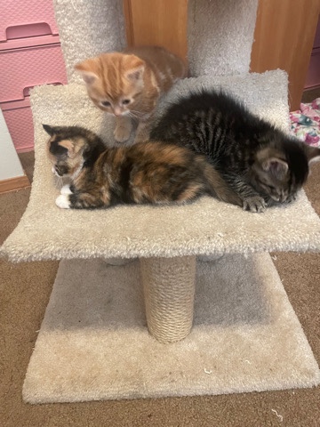 Russian White, Black and Tabby – rehoming kittens