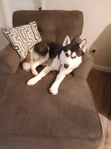 Siberian Husky – Husky