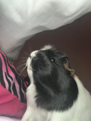 Any – Guinea pig