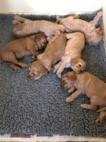 English Cocker Spaniel – Cockapoo/spaniel ready to leave 21st july.