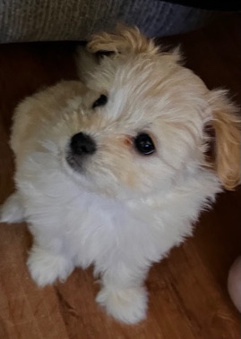 Maltese – Precious Pups