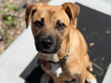 Mixed Breed – German Shepherd Mix – Bonita