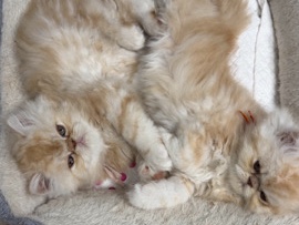 Persian (Traditional) – Persian kittens looking for a new forever home – Alton