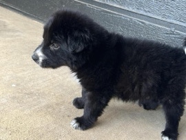 Border Collie - Black puppy  available for adoption in Dallas
