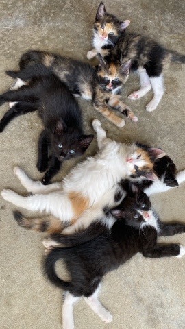 British Longhair – kitten for sale