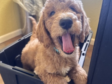 Golden doodles