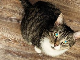 Bengal – Friendly & Cuddly Male Cat – Houston