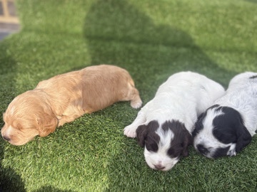American Cocker Spaniel – cocker spaniel – Watford