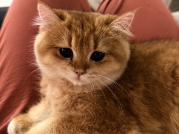 British Shorthair – British shorthair – Richardson