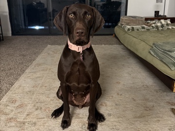 Mixed Breed – Jade (Lab/Weimarnaer Mix) – San Diego