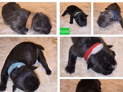 French Bulldog – Französische Bulldogge Mix Welpen