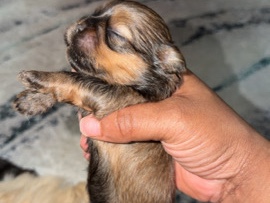 Shih Tzu – shih Tzu puppies – Florissant