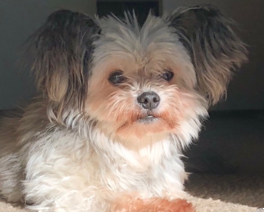 Chihuahua – GUMBALL. payment- love