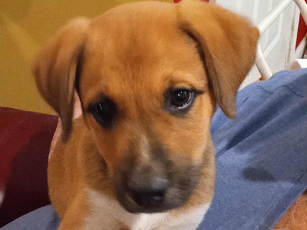 Catahoula Cur – catahoula mix – Memphis