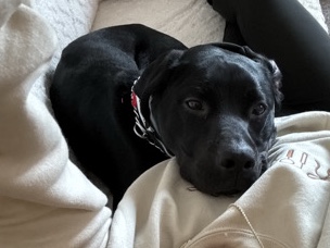 Labrador Retriever – Friendly Labrador Retriever – 10 Months Old – Wyoming – Wyoming