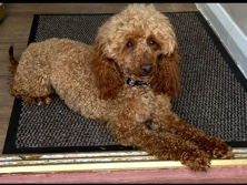 Poodle – KC registered Toy Poodle Boy – Coventry