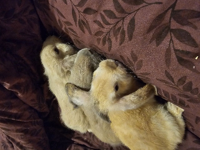 3 mini lops 3 months 