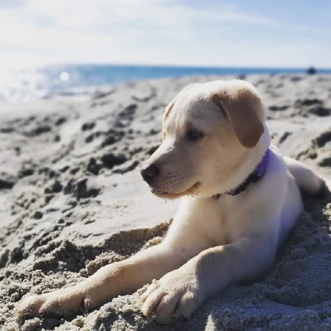 Labrador Retriever – 9 month old petite yellow lab needs good home