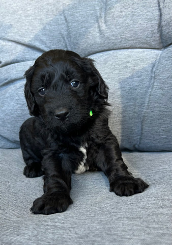 Mini Goldendoodle